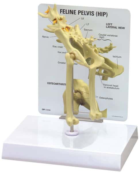 Feline Pelvis Hip Anatomy Model