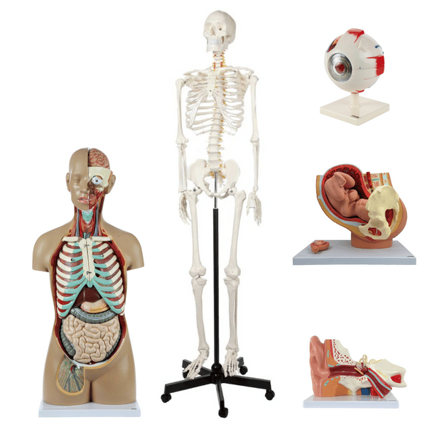 Axis Scientific School Anatomy Model Set
