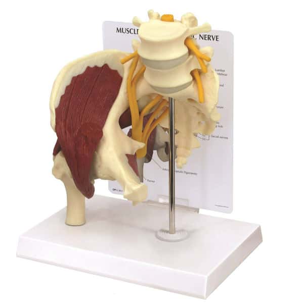 Muscled Hip with Sciatic Nerve Anatomy Model