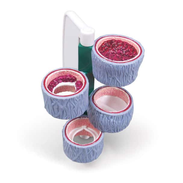 4-Piece Vein Cross Section Anatomy Model
