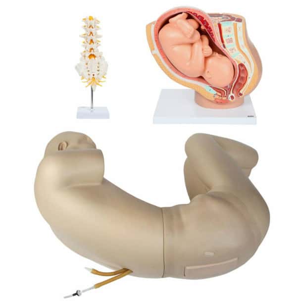 Epidural Injection Trainer and Anatomy Model Kit