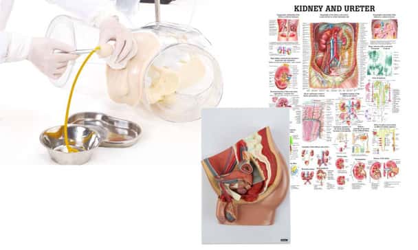 Male Catheter Transparent Trainer and Urinary System Kit