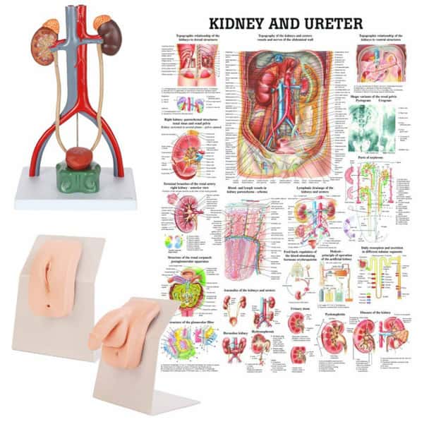 Portable Dual Sex Catheter Trainer and Urinary System Kit