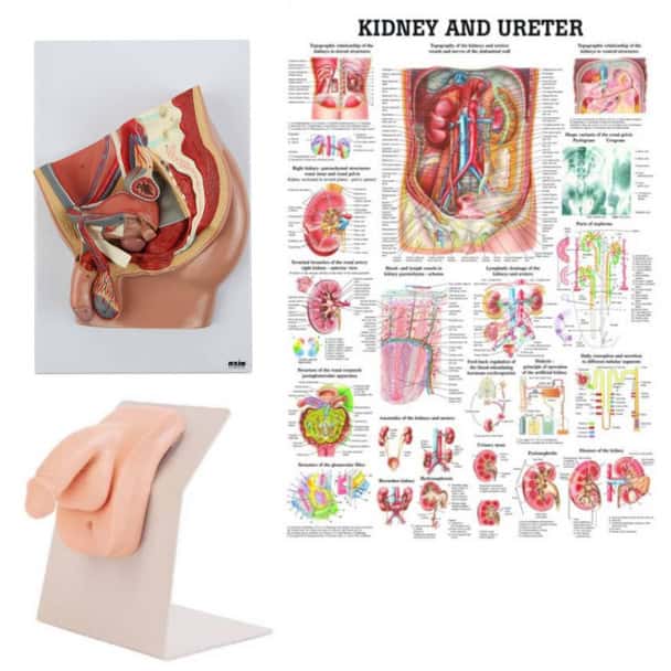 Portable Male Catheter Trainer and Urinary System Kit