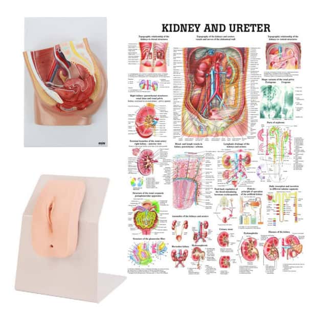 Portable Female Catheter Trainer and Urinary System Kit
