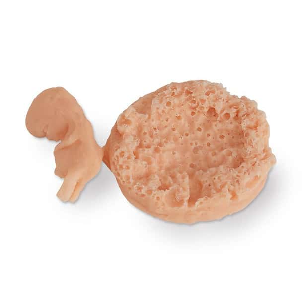 Life/form Human Fetus Replica - 7-8 Week