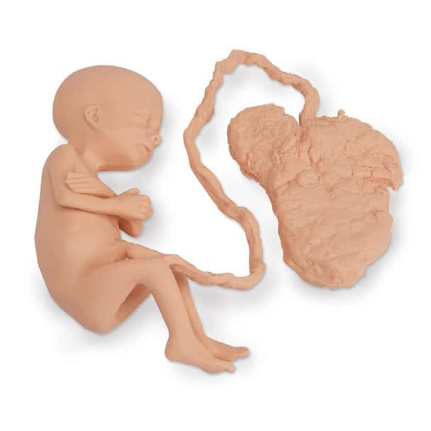 Life/form Human Fetus Replica - 7 Month Female