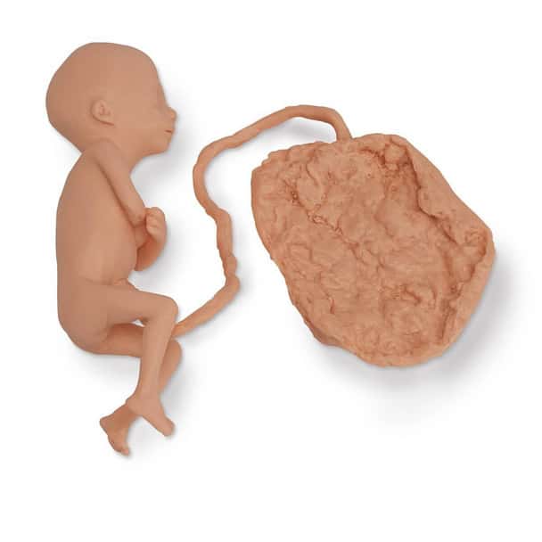 Life/form Human Fetus Replica - 5 Month Female