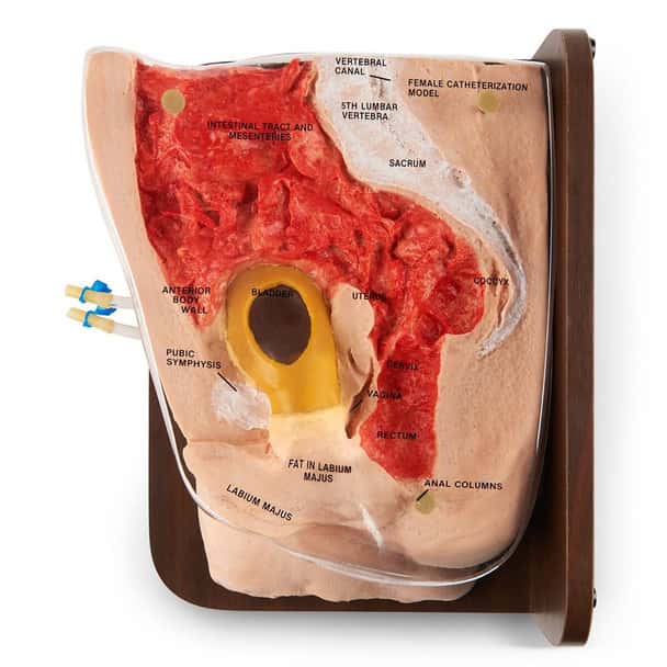 Life/form Female Cath-Ed 2 Simulator