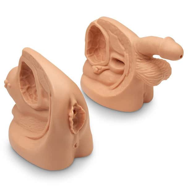 Life/form Male and Female Catheter Model Set