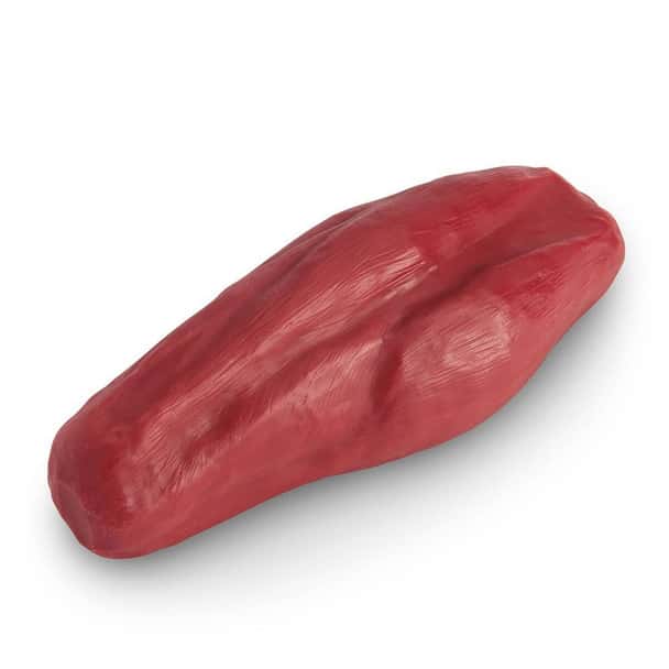 Life/form 5-lb Enhanced Muscle Replica