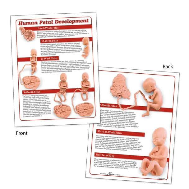 Fetal Development TearPad