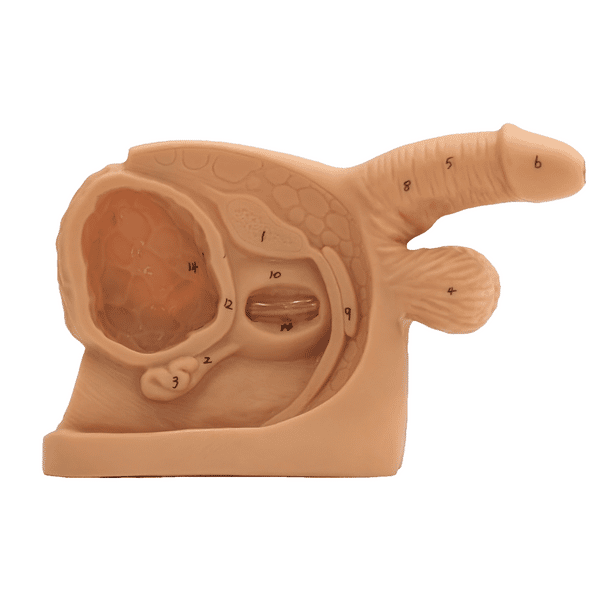 Anatomy Lab Male Genital Organ and Catheterization Model