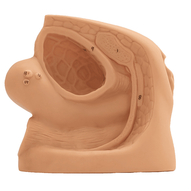 Anatomy Lab Female Genital Organ and Catheterization Model