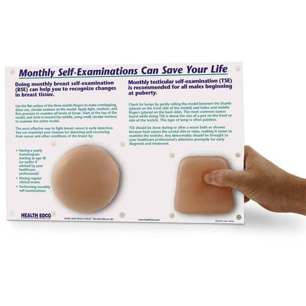 Nonsexual Breast Self-Examination/Testicular Self-Examination Model - 12 in x 9 in