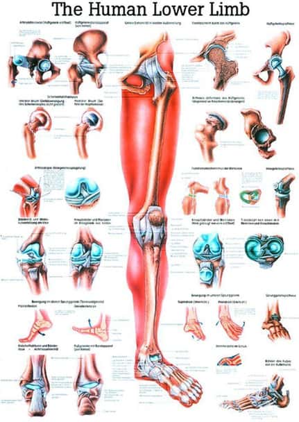 The Lower Extremity Laminated Anatomy Chart
