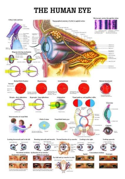 The Human Eye Laminated Anatomy Chart