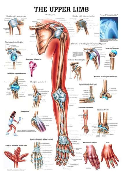 The Upper Extremity Laminated Anatomy Chart