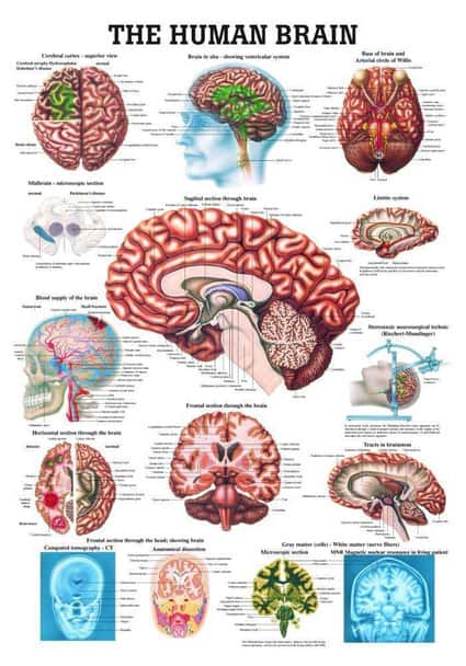 The Human Brain Laminated Anatomy Chart