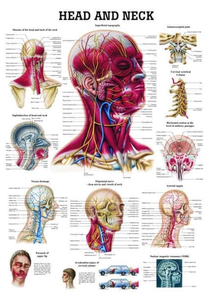 Head and Neck Laminated Anatomy Chart