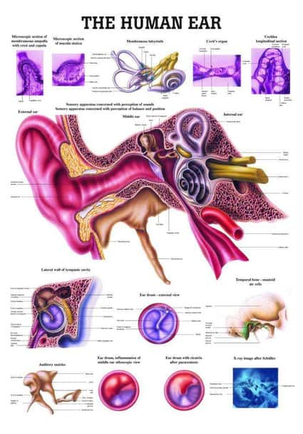 The Human Ear Laminated Anatomy Chart