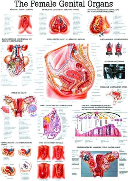 Female Genital Organs Laminated Anatomy Chart