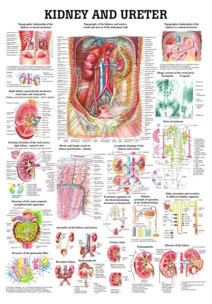 Kidney and Ureter Laminated Anatomy Chart