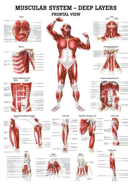 The Muscular System - Deep Layers, Front Laminated Anatomy Chart