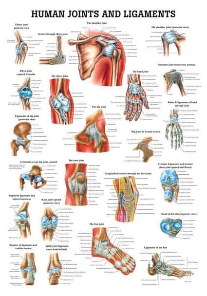 Joints and Ligaments Laminated Anatomy Chart