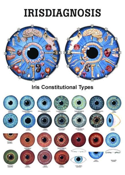Iridology Laminated Chart