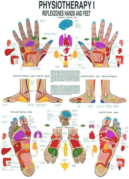 Reflexes of the Hand and Foot Laminated Anatomy Chart