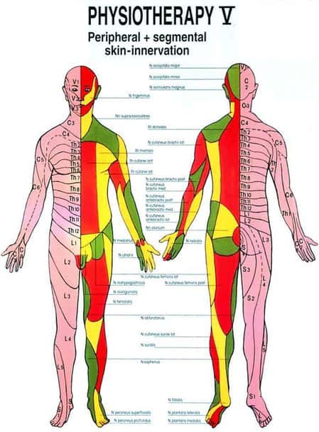 Peripheral and Segmental Skin Innervation Laminated Chart