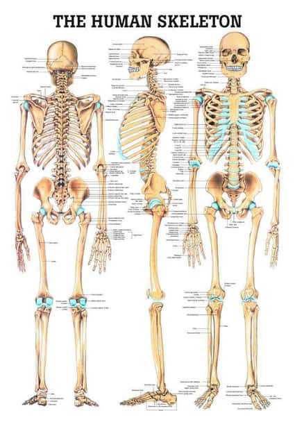 The Human Skeleton Laminated Anatomy Chart