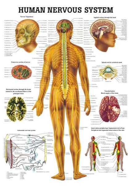 The Human Nervous System Laminated Anatomy Chart