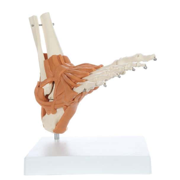 Rudiger Anatomie Premium Foot Skeleton with Ligaments