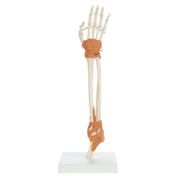 Rudiger Anatomie Premium Arm Skeleton with Full Hand, Ulna, Radius and Ligaments