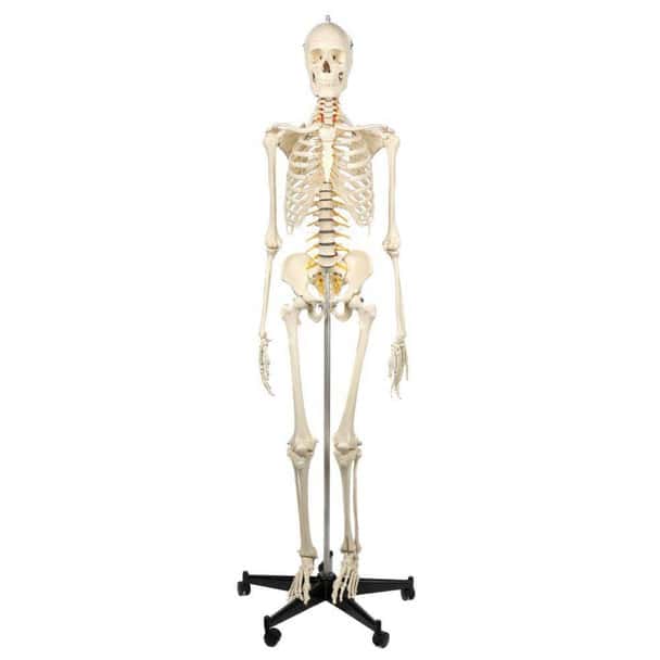 Rudiger Anatomie Premium Highly Flexible Physio Skeleton