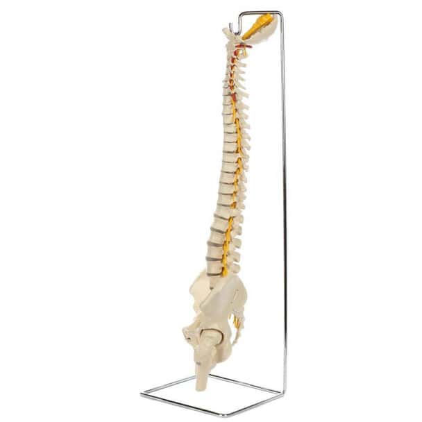 Rudiger Anatomie Premium Ultra Flexible Spine with Soft Discs and Brainstem
