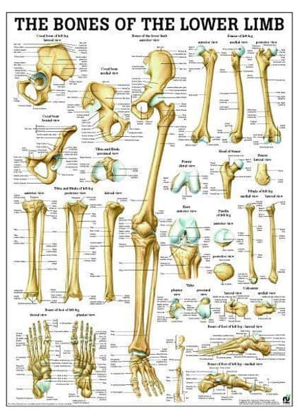 Bones Of Lower Limb Laminated Anatomy Chart