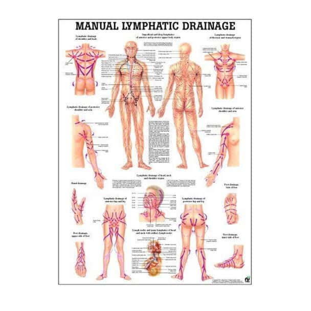 Lymphatic Drainage Laminated Anatomy Chart