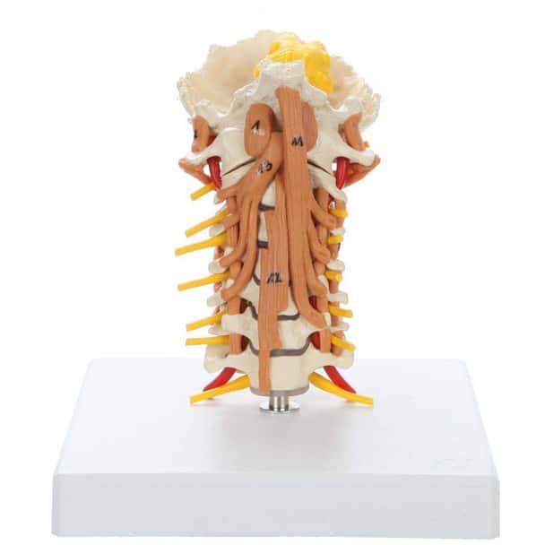 Rudiger Anatomie Premium Cervical Spine with Muscles and Ligaments