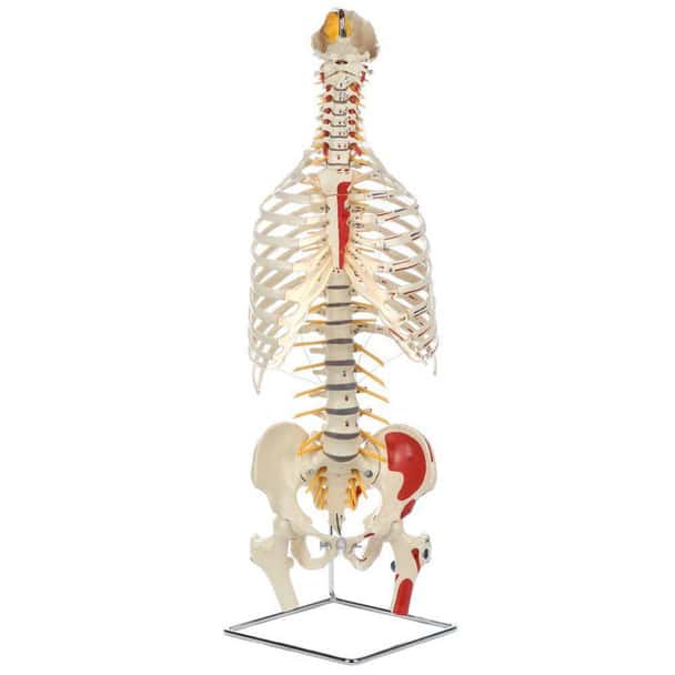Rudiger Anatomie Premium Painted and Numbered Flexible Spine with Ribs and Femur Heads