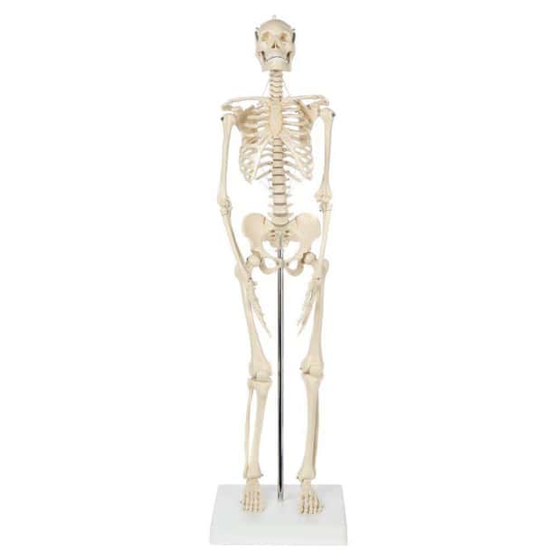 Rudiger Anatomie Premium Miniature Human Skeleton