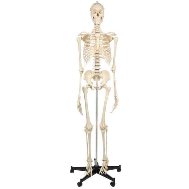 Rudiger Anatomie Premium Standard Human Skeleton with Safety Hardware