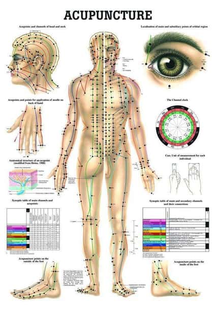 Human Acupuncture Laminated Chart Acupunctura Del Cuerpo in Spanish