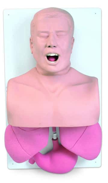 Adult Airway Management Trainer Simulator