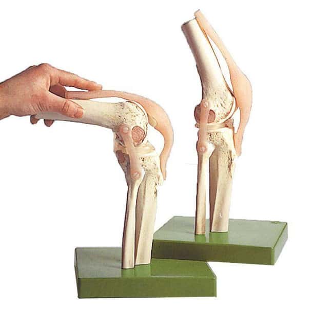 SOMSO Functional Model of the Knee Joint