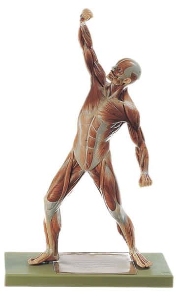 SOMSO Male Muscle Figure - 1/4 Life Size