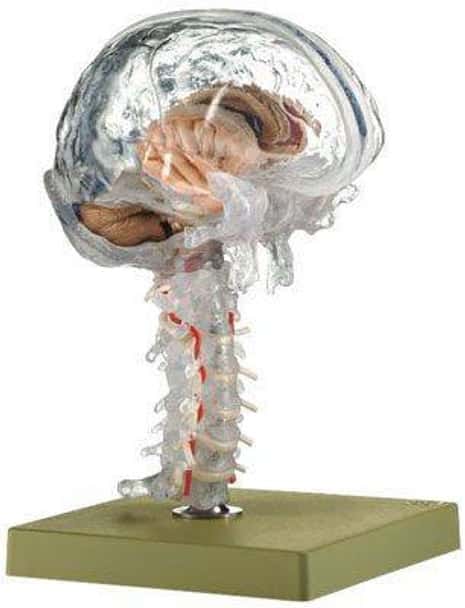 SOMSO Premium Brain in 15 Parts - Transparent Version