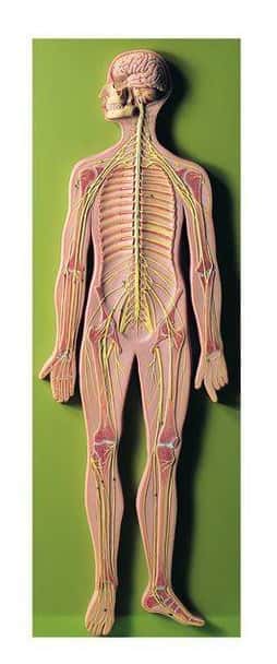 SOMSO Complete Nervous System - 2/3 Life Size